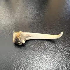 キョンの角