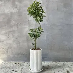 2026年最新】フランスゴムの木の人気アイテム - メルカリ