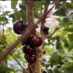 2026年最新】ジャボチカバの人気アイテム - メルカリ