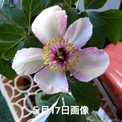 山野草 妖精の舞 シラネアオイ 15E - メルカリ