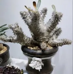 さ*ぅ様 M-2103根塊植物·パキポディウム·デンシカウレ恵比寿大黒