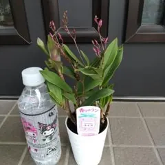 こっすー様 リクエスト 2点 まとめ商品