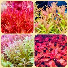 ひつじ様 リクエスト 2点 まとめ商品