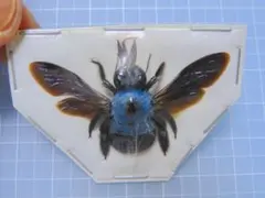 2025年最新】標本の人気アイテム - メルカリ