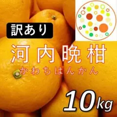【訳あり】河内晩柑10kg 和製グレープフルーツ！愛媛みかんのサムネイル
