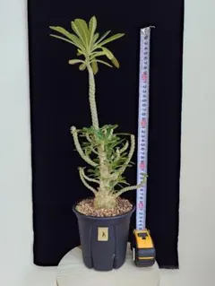 2025年最新】ドルステニア ギガスの人気アイテム - メルカリ