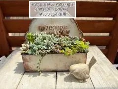 2026年最新】多肉植物 寄せ植え そのまま飾れるの人気アイテム - メルカリ