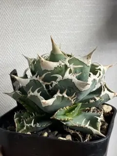 2026年最新】白豪刺の人気アイテム - メルカリ