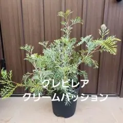 2026年最新】グレビレアの人気アイテム - メルカリ