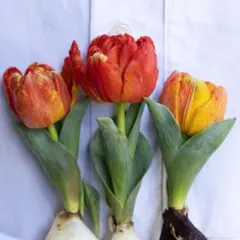 2026年最新】フレミングベビーの人気アイテム - メルカリ