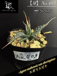 2026年最新】ユタエンシスエボリスピナの人気アイテム - メルカリ