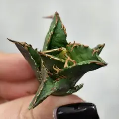 2026年最新】アガベ星空の人気アイテム - メルカリ