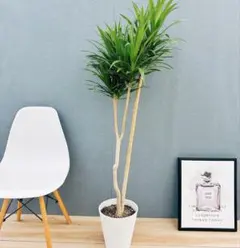 2025年最新】幸福の木の人気アイテム - メルカリ