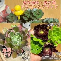 2026年最新】観葉植物 アエオニウムの人気アイテム - メルカリ