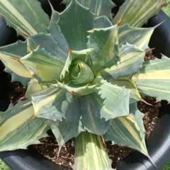 スナグルトゥース①★暴牙★カクタスグリーン産★CACTUS GREEN産 スナグルトゥース②☆暴牙☆カクタスグリーン産☆CACTUS GREEN産