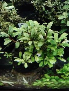 2026年最新】ブセファランドラ レッドの人気アイテム - メルカリ