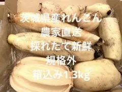 茨城県産れんこん 規格外 茨城県産 インフルエンザの予防に！風邪予防！