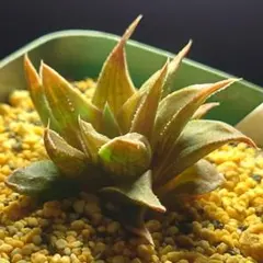 パ*チ様 多肉植物　ハオルチア 白羊宮　583のサムネイル