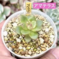 SASUKE☀︎WHITE アガベ オバティフォリア モビー 鉢ごと発送 - メルカリ