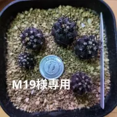 2025年最新】コピアポア 栗星玉の人気アイテム - メルカリ