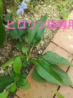 ヒロリン様 リクエスト 2点 まとめ商品