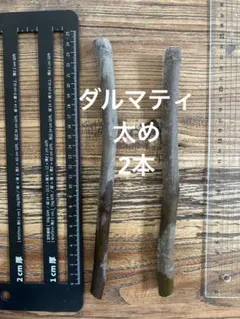 専用出品　イチジク穗木6本セット 2026年最新】いちじく穂木苗木セットの人気アイテム - メルカリ
