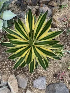 【RIREO】てんてん様 リクエスト 2点 まとめ商品