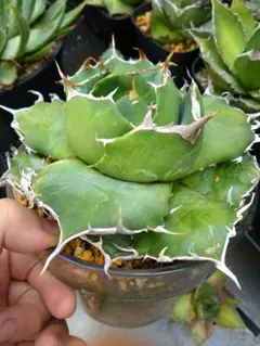 チタノタ ぶつぶつ ノーネーム 現状確認必須 - メルカリ