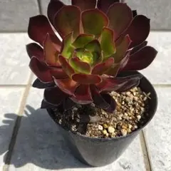 らんらん様 リクエスト 2点 まとめ商品