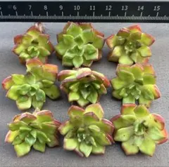 多肉植物　韓国苗　マジックジャムゴールド　カット苗　訳ありのサムネイル