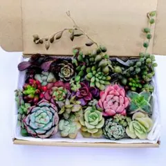 89.多肉植物　カット苗詰め合わせ　限定セール