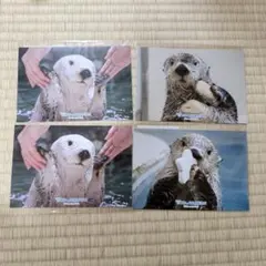 2026年最新】カプくじ ラッコの人気アイテム - メルカリ