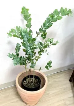 パールアカシア　ミモザ　パールアカシア苗木　アカシア苗　ミモザ苗木　庭木 A