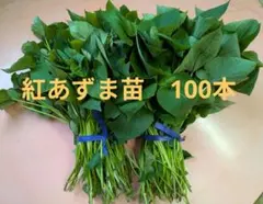 16日発送栗かぐや苗50本送料込み - メルカリ