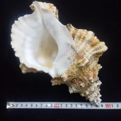 法螺貝 25.5cm 323g - メルカリ