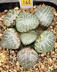 珍しいハオ楽園　水晶101コンプト錦　H1992 超美株 珍しいハオ楽園 水晶101コンプト錦 H1992 超美株 | Mercari