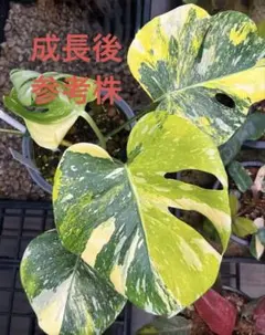 超希少激レア」モンステラ ホワイト ラヴァ デリシオーサ 切り込みあり