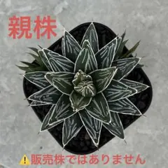 アガベ　笹の雪　コンパクタ　実生　子株③　検)姫笹の雪　ビクトリアレジーナのサムネイル