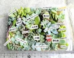 多肉植物 カット苗 エケベリアセダムセットのサムネイル