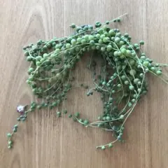 多肉植物グリーンネックレス