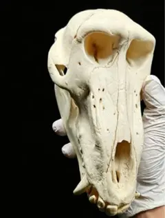 ストローオオコウモリ （Straw-coloured fruit bat）頭骨 ストローオオコウモリ （Straw-coloured fruit bat）頭骨 - メルカリ