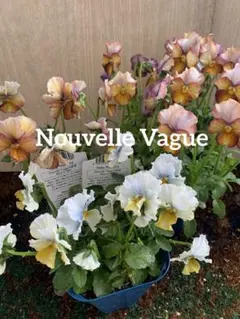 サ*タ様 Nouvelle Vague ヌーヴェルヴァーグ 3苗セット　no5のサムネイル
