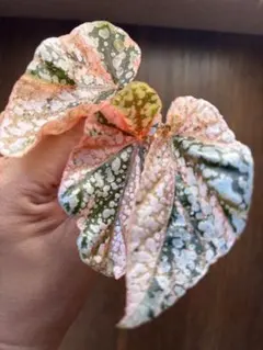 今年初出品！超希少 Begonia cf.jackiana 原種ベゴニア - メルカリ