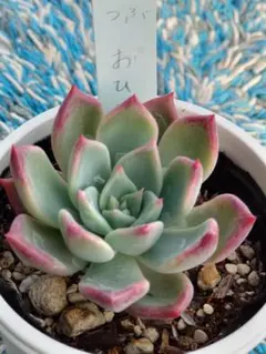 多肉植物 ブルーベリームーン 抜き苗 ミックスベリア 札無し - メルカリ