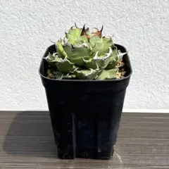 2025年最新】姫厳竜の人気アイテム - メルカリ