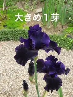ジャーマンアイリス　黒花　大きめ1芽のサムネイル