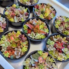 【このまま飾れる】多肉植物　セダム　ミニ寄せ植えセット【育成説明書付】