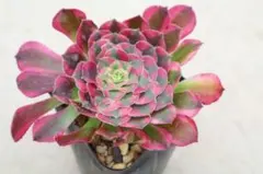 新入荷 超レア新品種 アエオニウム 万華鏡錦(大群生) 法師錦 超大株