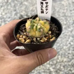 リ*キ様 サボテン 海王丸錦斑入り抜き苗発送のサムネイル