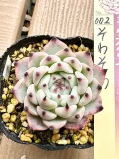 札付き　そわそわ　ミックスベリア　おらいさん　多肉植物 Amazon.co.jp: ミックスベリア おらいさん苗 そわそわ 多肉植物 002 札